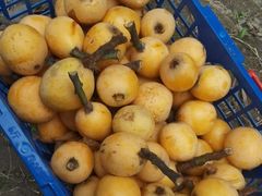 -塘栖枇杷特色园区