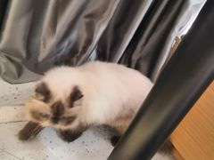 -喵园·猫主题咖啡厅·撸猫·猫咖(国贸店)