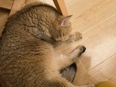 -有喵·猫咖·狗咖·30几只猫10只小狗(岗厦店)