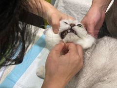 -艾吉宠物医院·疑难杂症转诊中心·猫友好(碧江路院)