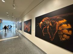 -美国自然历史博物馆