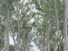 -武汉大学-樱园