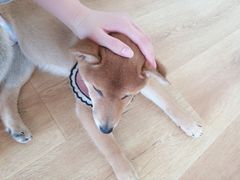 -柴犬小屋·柴餐厅·狗咖食堂(金鼎广场店)