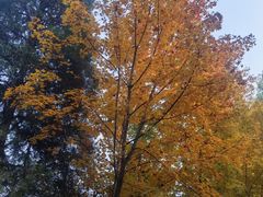 -遵化市禅林寺古银杏风景园
