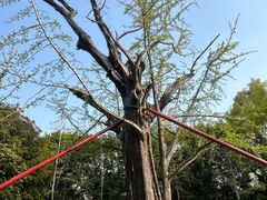 -上海佘山国家森林公园天马山园