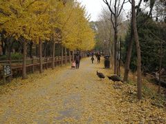 -北京麋鹿生态实验中心