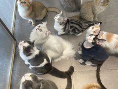 -飞行喵MR PILOT|猫舍·猫咖(静安大融城店)