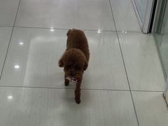 -全心全意连锁动物医院·微创中心·内科急重症·心脏专科(丰管路店)