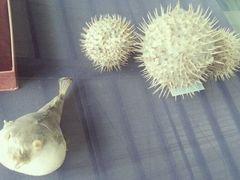 android_upload_pic-上海海洋大学鱼文化博物馆(军工路校区)