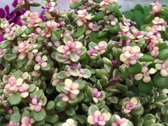 -三旗百汇商品城