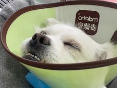 -佳雯宠物医院(四明中路分院)