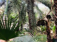 -呀路古热带植物园