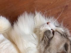 -MOCHA明星猫咖(田子坊店)