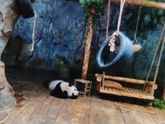 -深圳野生动物园