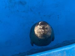 -石家庄极地海洋世界
