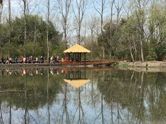 景点-溱湖国家湿地公园