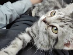-喵zoo家庭繁育猫舍(尖东智能花园店)