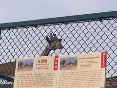 -秦皇岛野生动物园