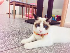 -绒爪撸猫下午茶·猫咖