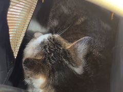 -艾贝尔宠物医院·狂犬免疫点(江山金象城店)