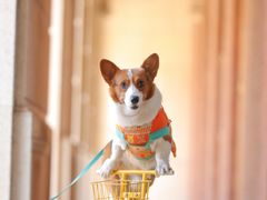 -超宠爱宠物摄影-Super pet