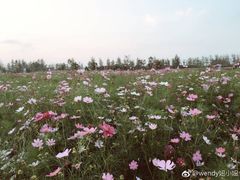 -荷兰花海