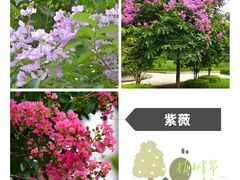 -东莞植物园