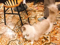 -共舞时光猫咖·狗咖(新街口店)