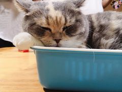 -藦茜花园宠物主题亲子互动体验馆(国顺东路店)