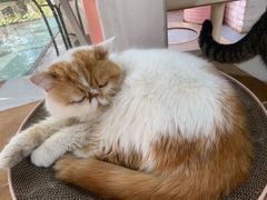 -喵屿·大理花园猫咖