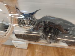 -COLOR PETS 撸猫馆·购猫·猫咖(长风大悦城店)