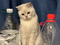 -喵zoo家庭繁育猫舍(尖东智能花园店)
