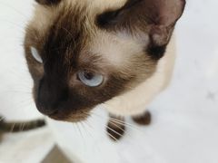 -喵园·猫主题咖啡厅·撸猫·猫咖(国贸店)