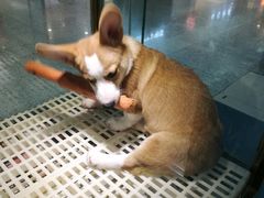 -乐宠宠物店(世纪金源店)