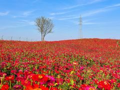 -六合国家地质公园桂子山景区