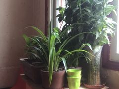 -胖哥料理(兴义里店)