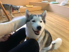 -Husky Go! 哈士奇体验馆·宠物咖啡厅狗咖