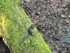 -五营红松林海景区