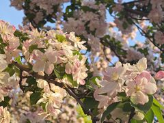 -桃花堤公园
