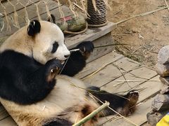 -大连森林动物园
