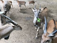 -野生动物园-停车场