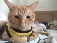 -钦宠·猫咪售卖·洗护·寄养(东圃旗舰店)