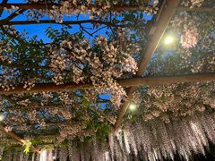 -嘉定紫藤园
