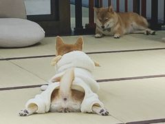 -逗柴咖啡屋·狗咖猫咖宠物桌游