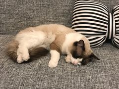 -有猫儿腻咖啡厅.猫咖