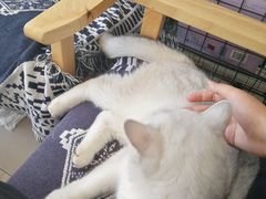 -平行世界·猫咖(首经贸店)