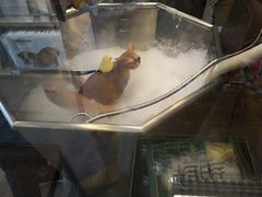 -PETKIT小佩宠物(古北店)