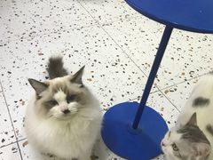 -Umiao与猫咖啡 猫咖