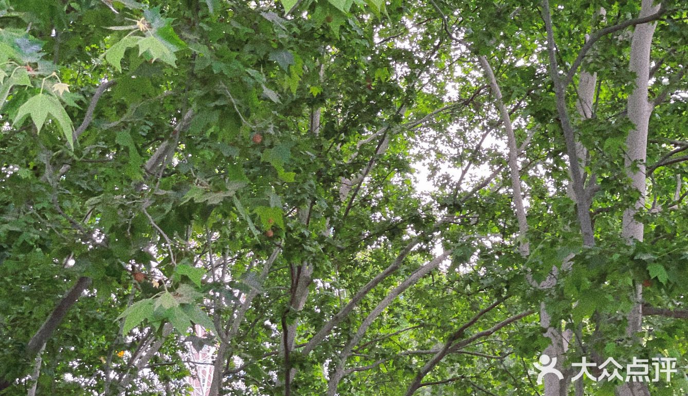 碧沙岗真的是老郑州人的回忆了 小时候最常来的公园就是