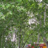 碧沙岗真的是老郑州人的回忆了 小时候最常来的公园就是